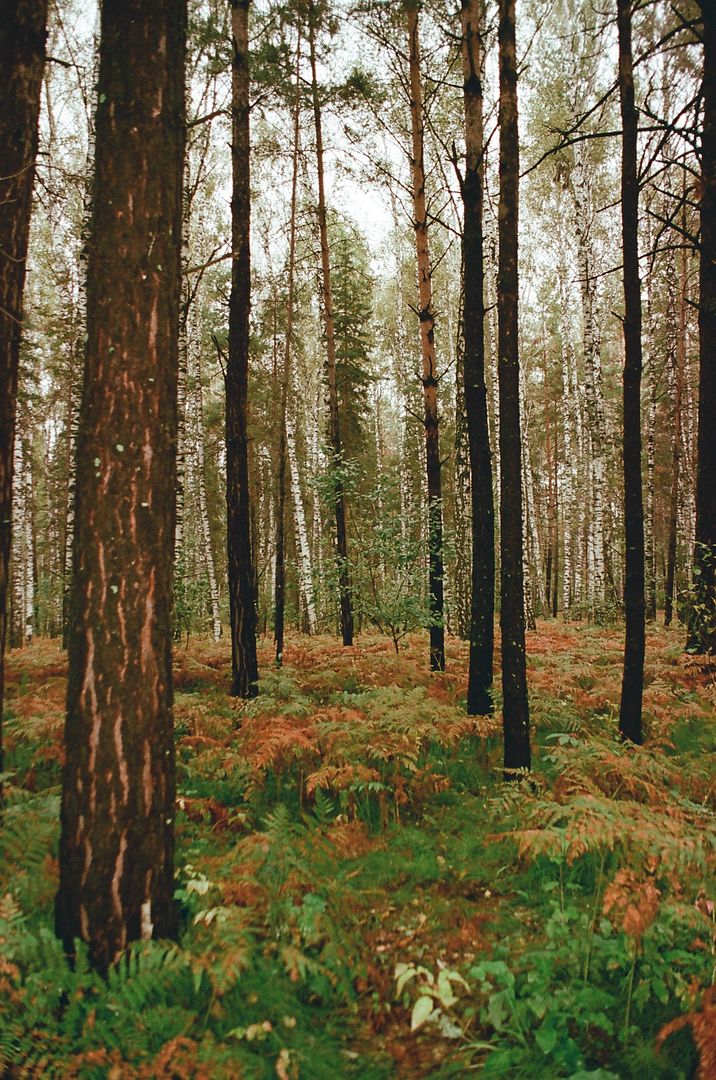 Siberian Forest, Autumn 2024