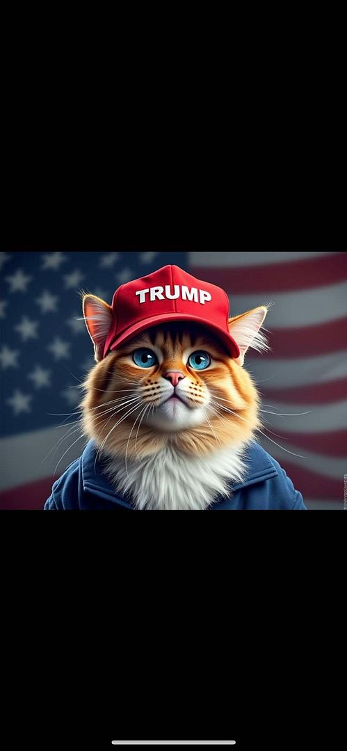 Trump Cat