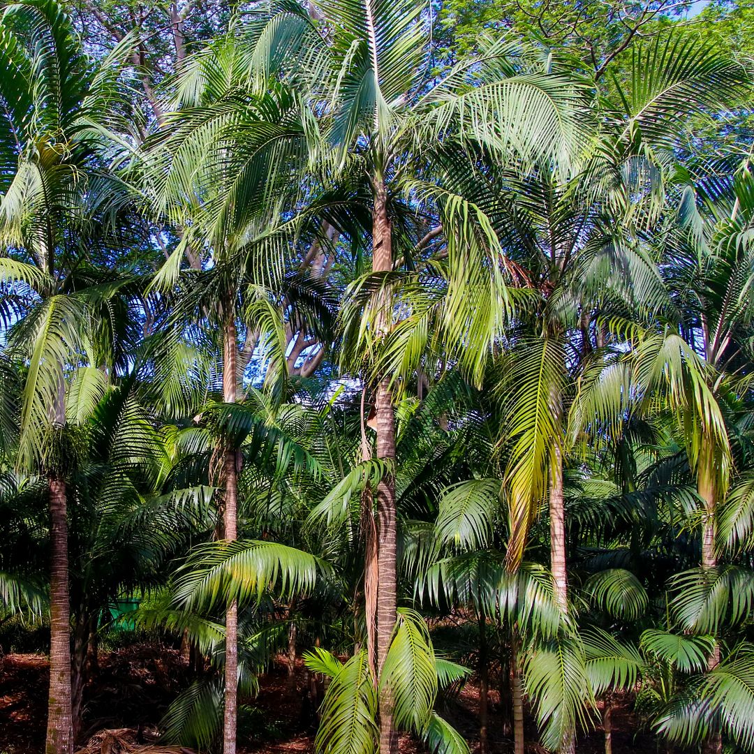 Palm grove in Thailand!