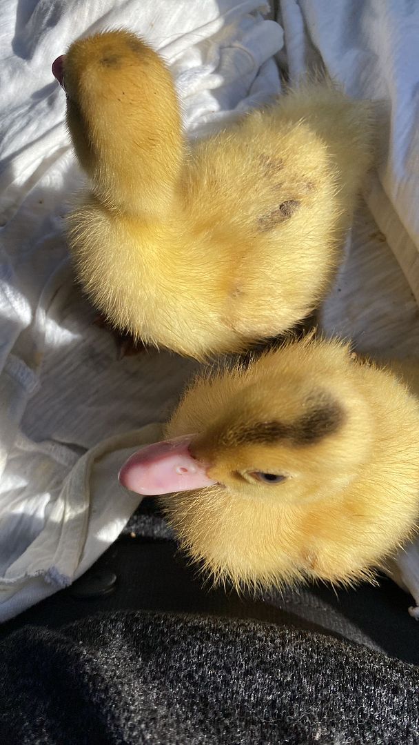 Little Ducks