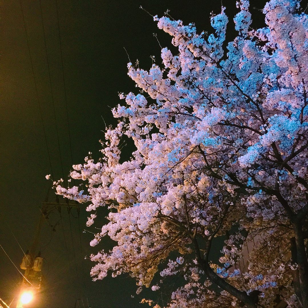 Cerry Blossoms in April_Night light