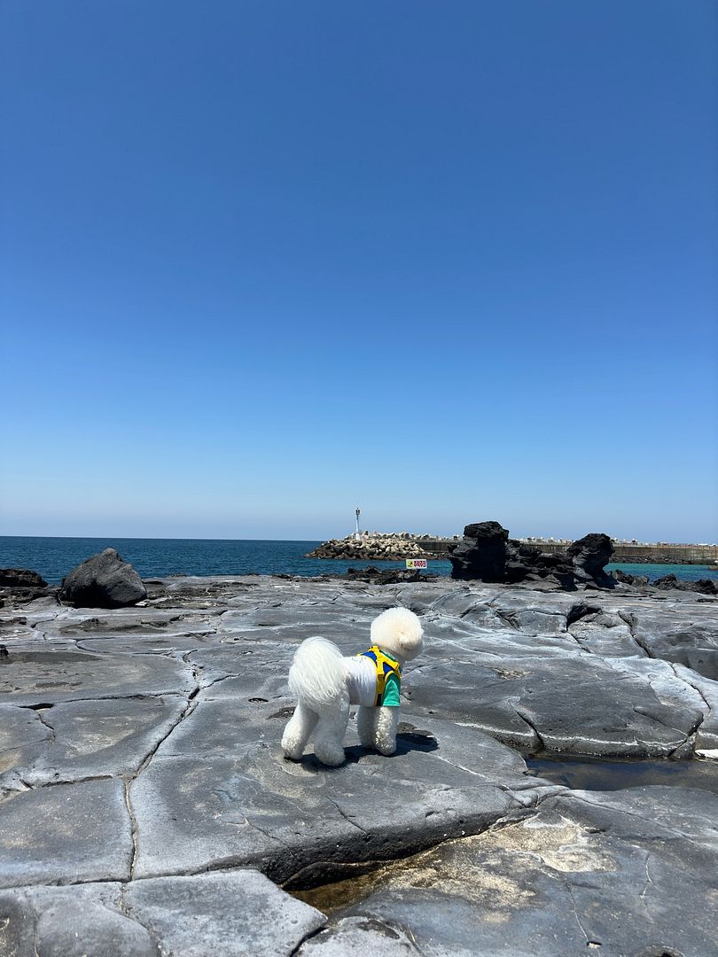 Jeju 애월 Dog