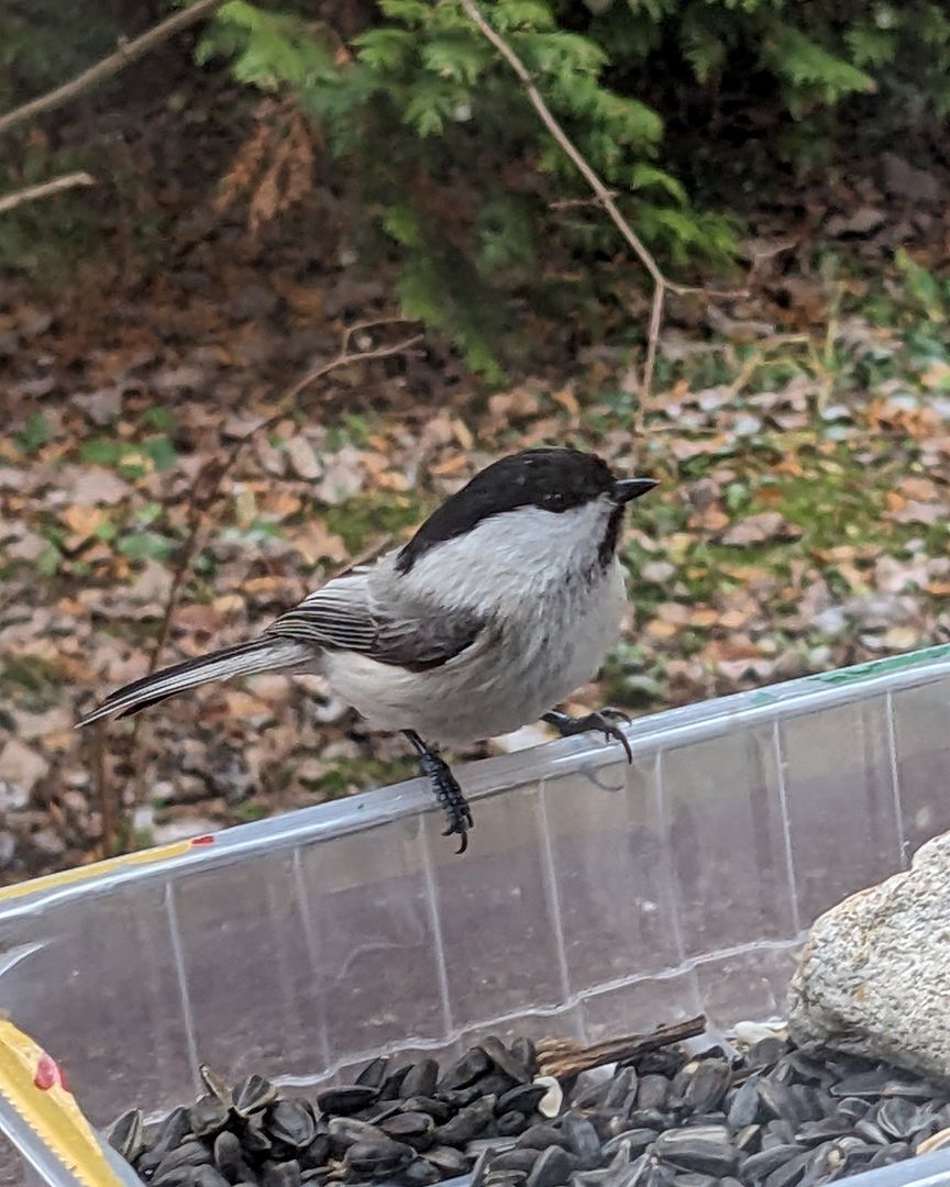 Willow tit