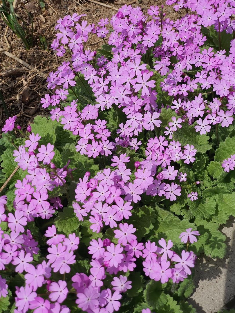 꽃잔디(Phlox subulata)