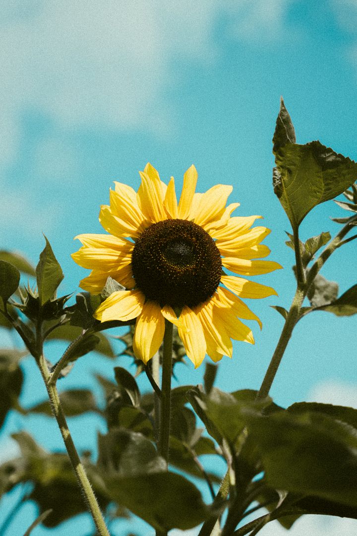 Sunflowers swaying