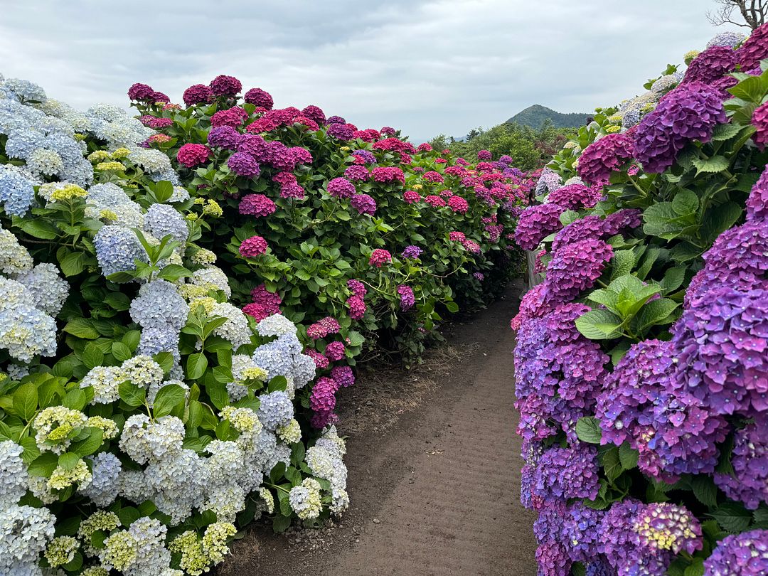 Hydrangea road