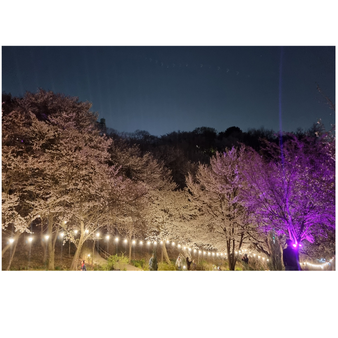 Cherry Blossom Road in Seodaemun Ansan 5/7/24