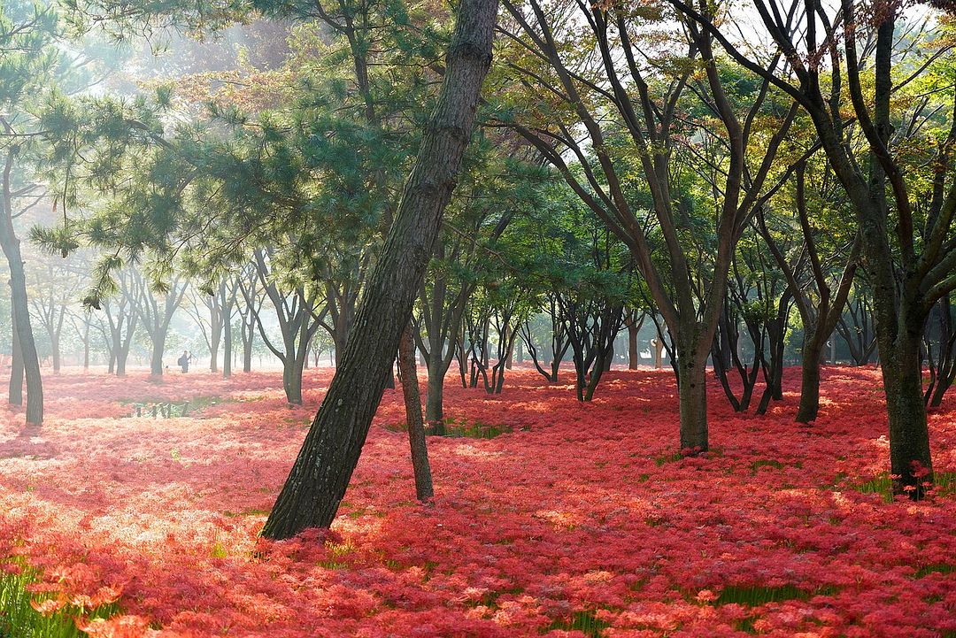 flowers and trees