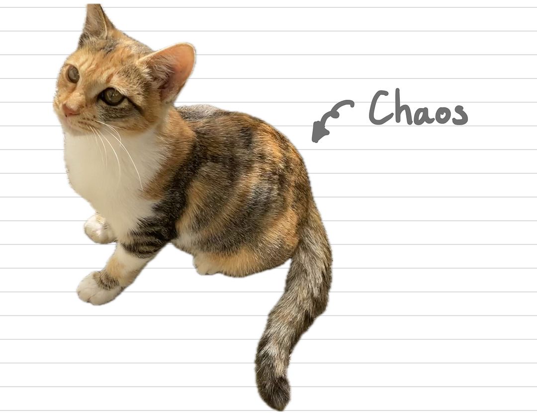 Cat_Chaos_32