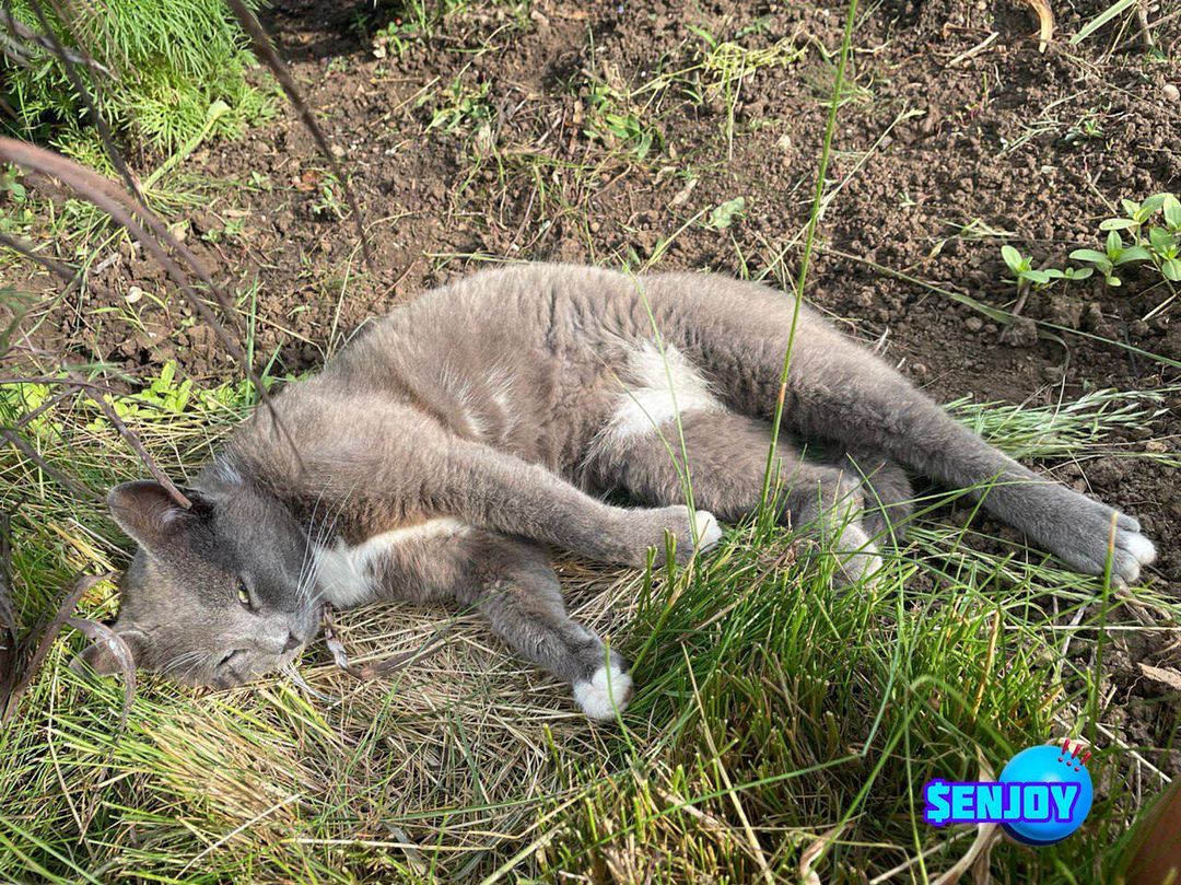 FULL RELAX CAT