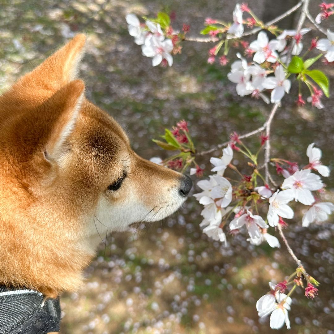 Shiba #4