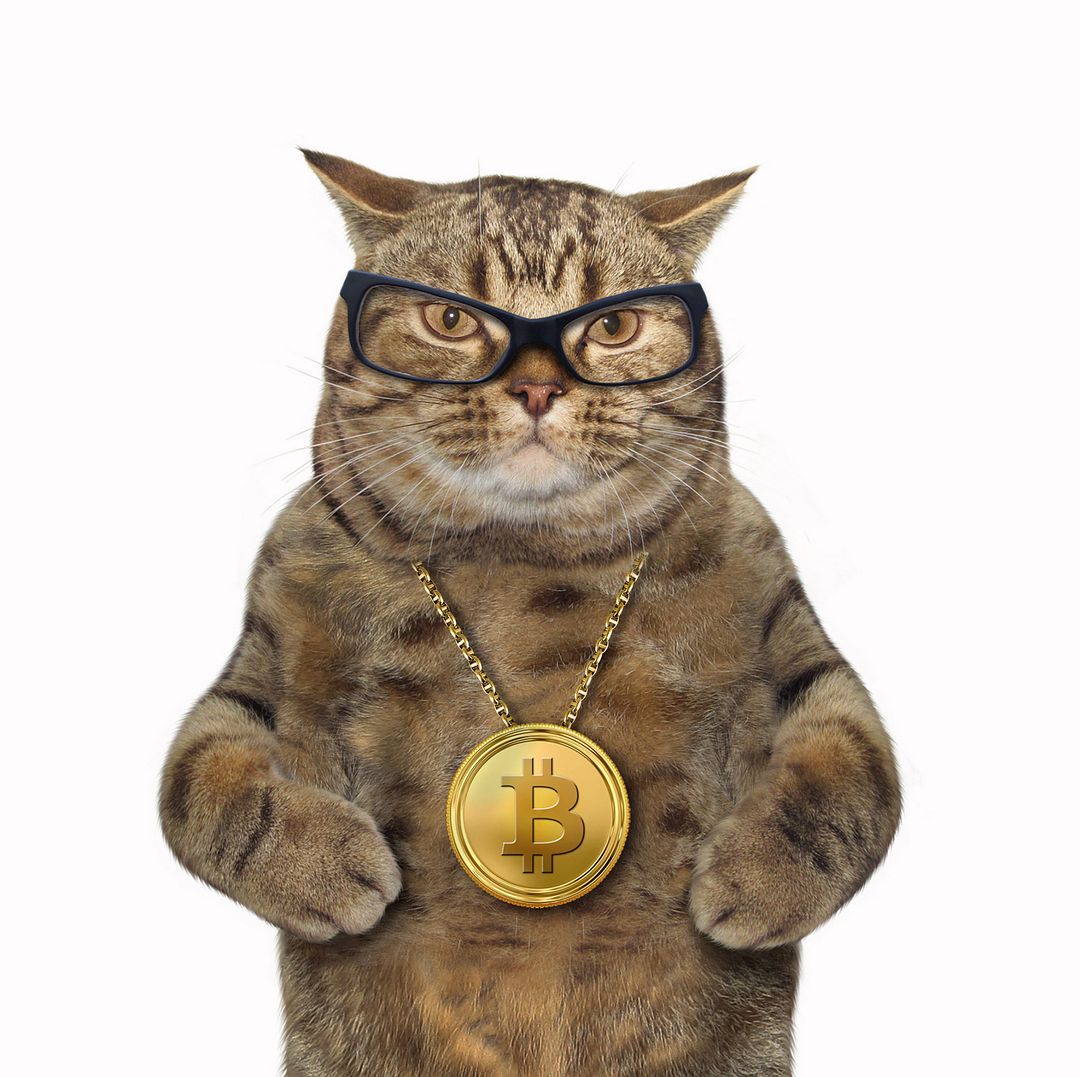 CryptoCat Leon