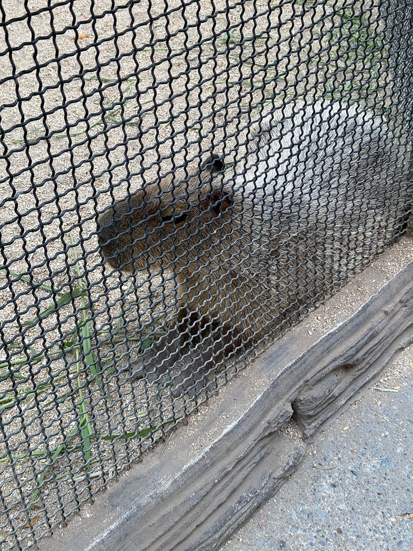 Based CapyBara