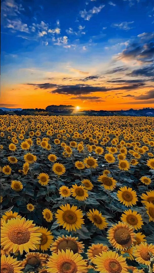 field of sunflowers