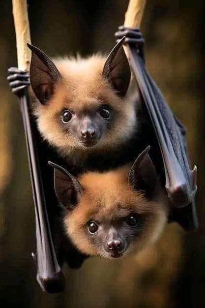 Bats