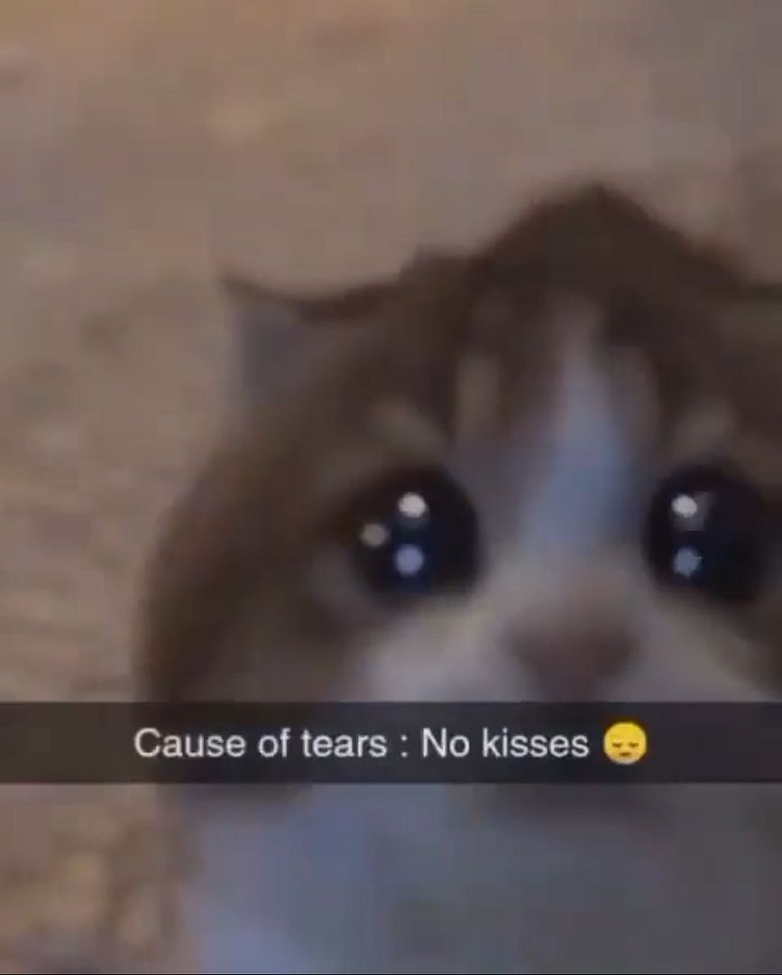 No Kisses Cat