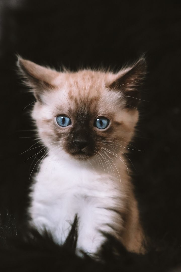 cute cat