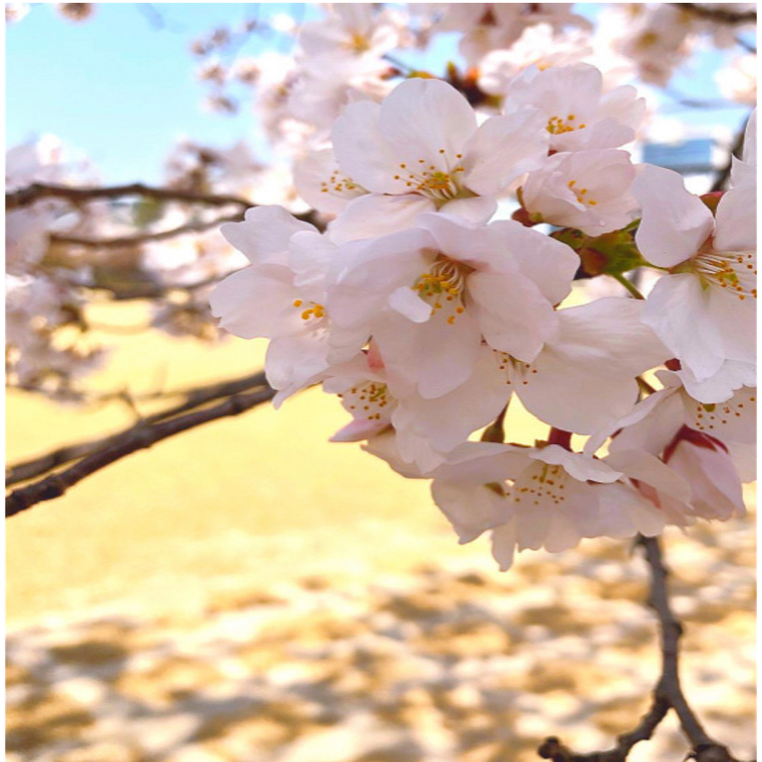 Cherry blossoms