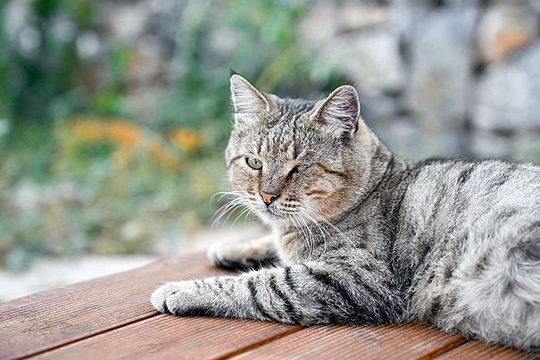 A cat lounging in the sun