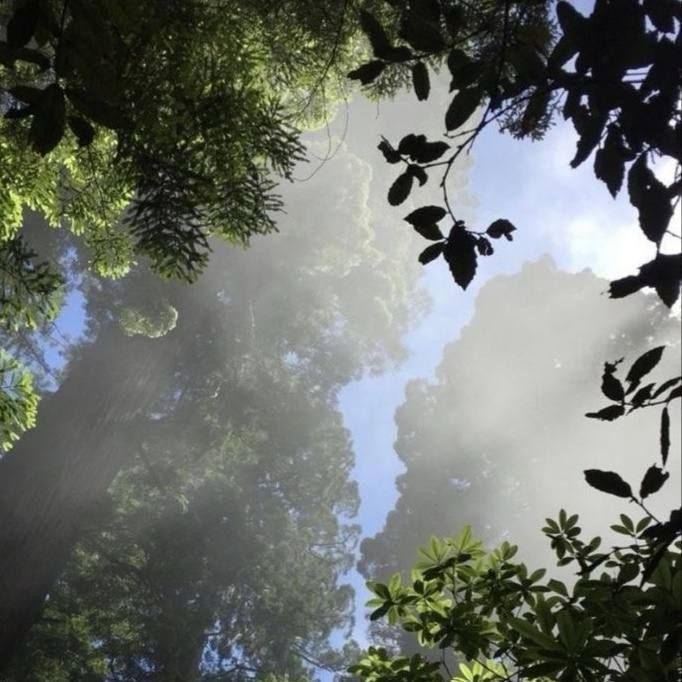 trees are flooded with sunlight