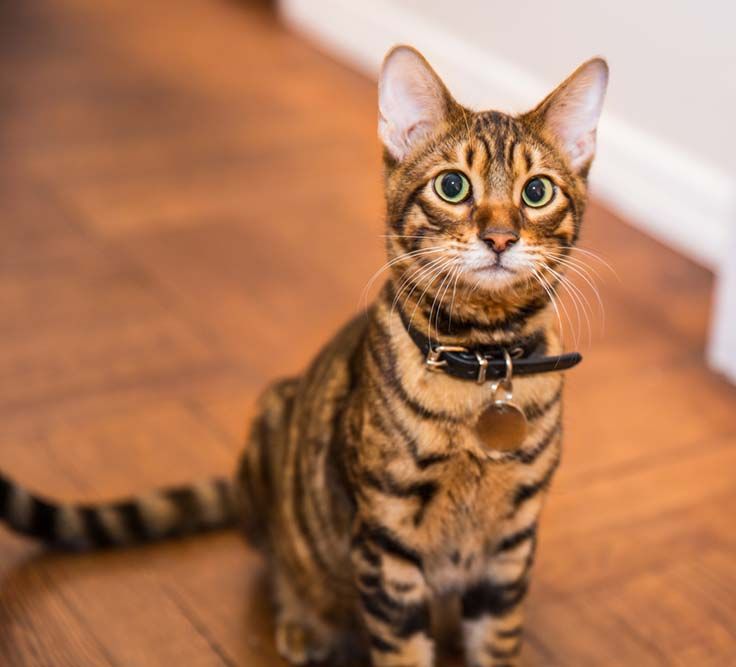 Toyger