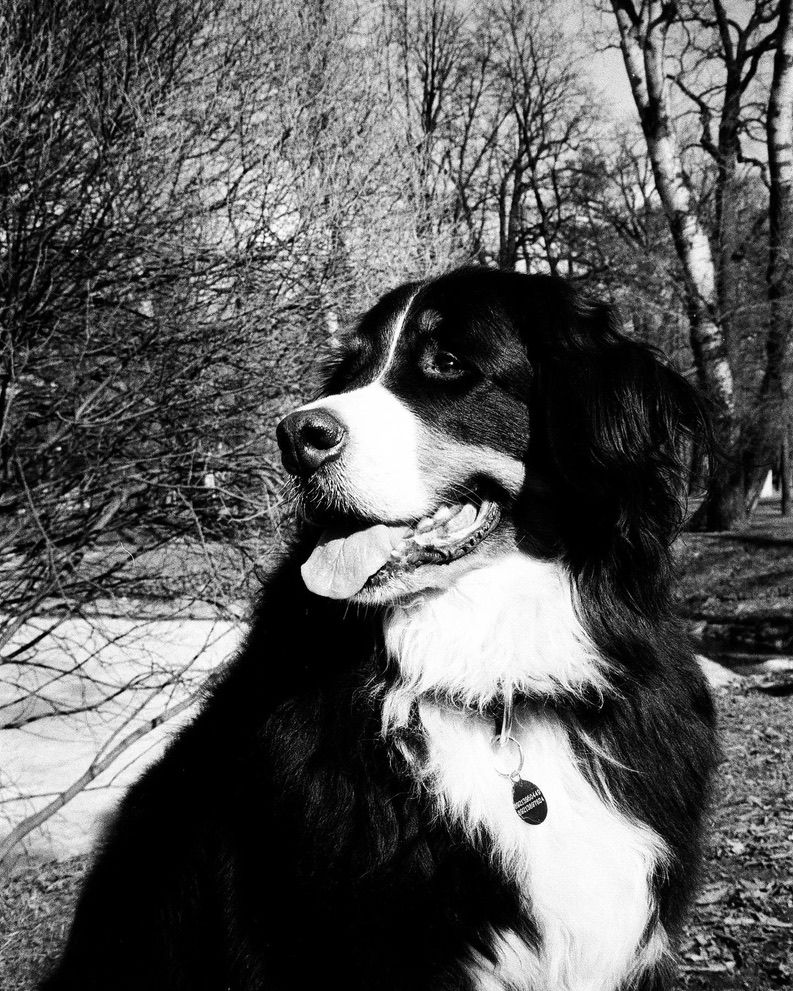 Bernese - best friend