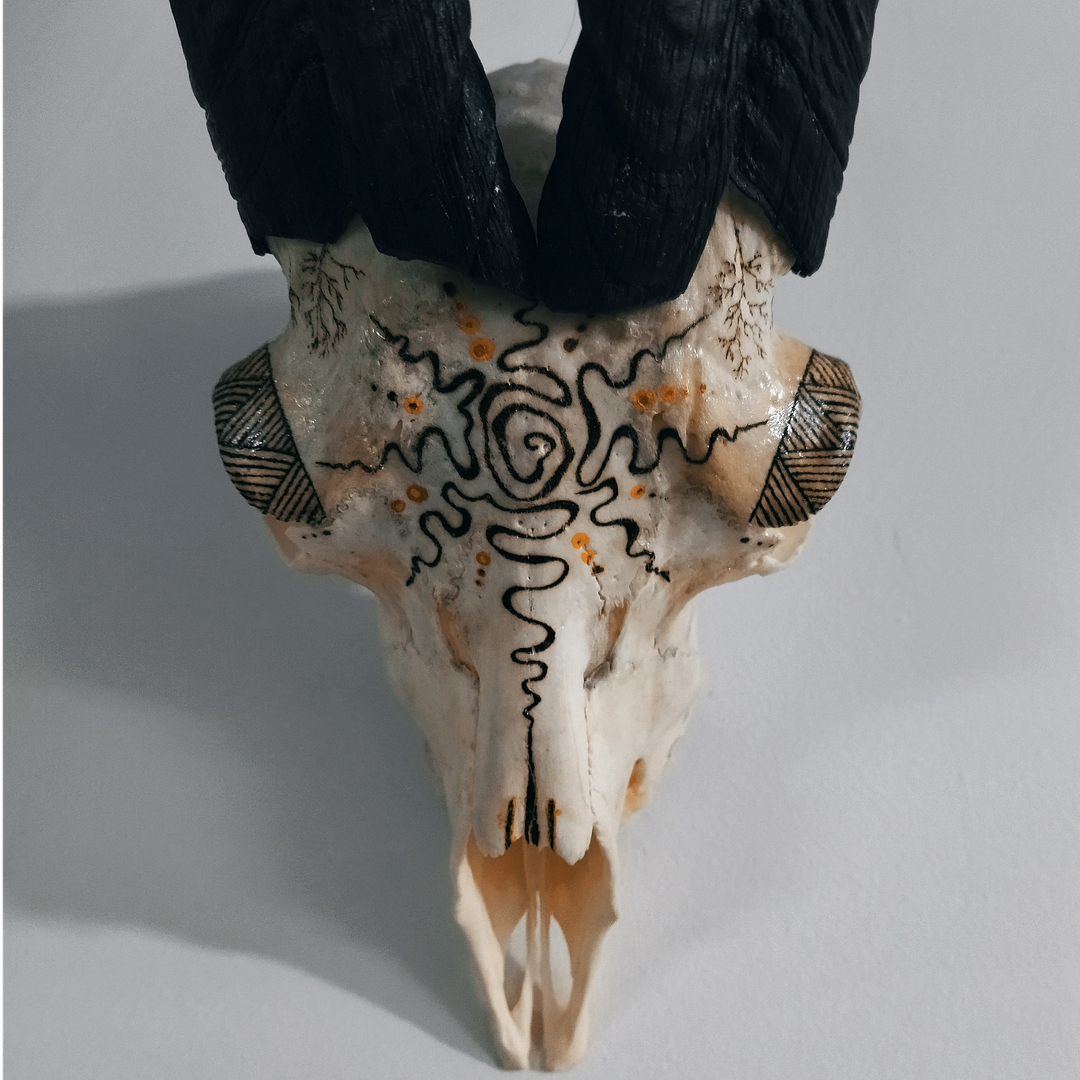 Goat skull