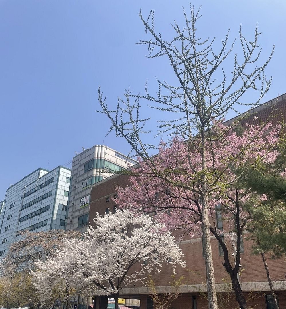 Spring in SEOUL