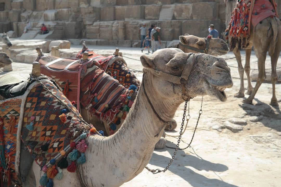 Camel