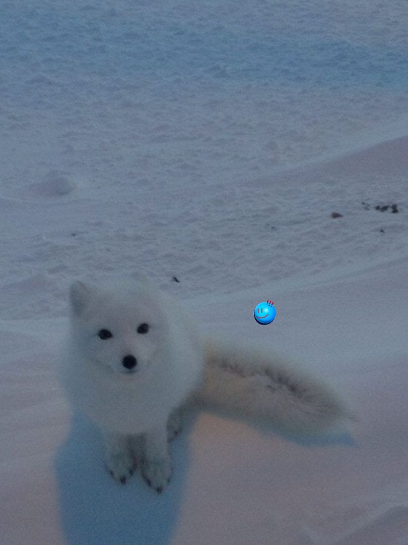 Arctic Fox 4