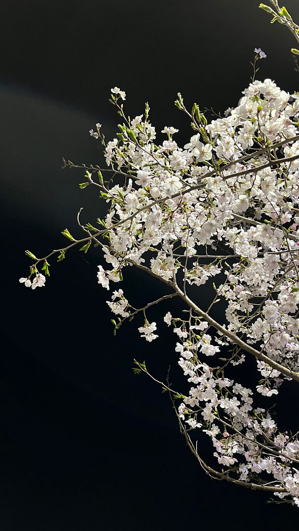 cherryblossom