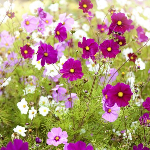 vibrant-pink-and-white-summer-flowering-cosmos-royalty-free-image-1653499726