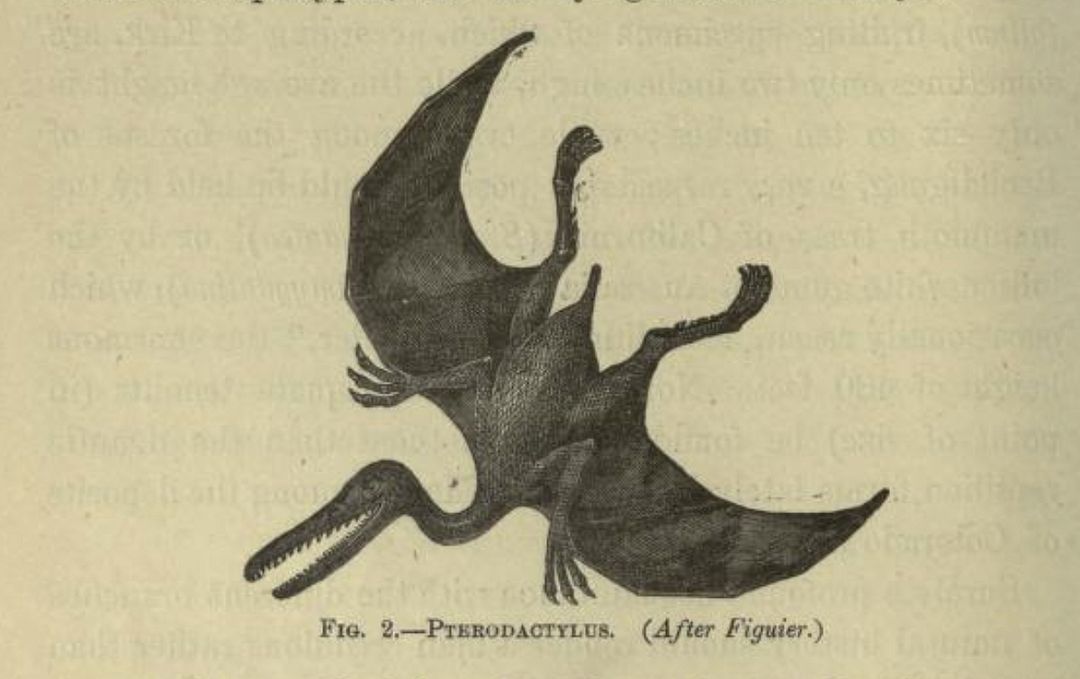 Pterodactylus