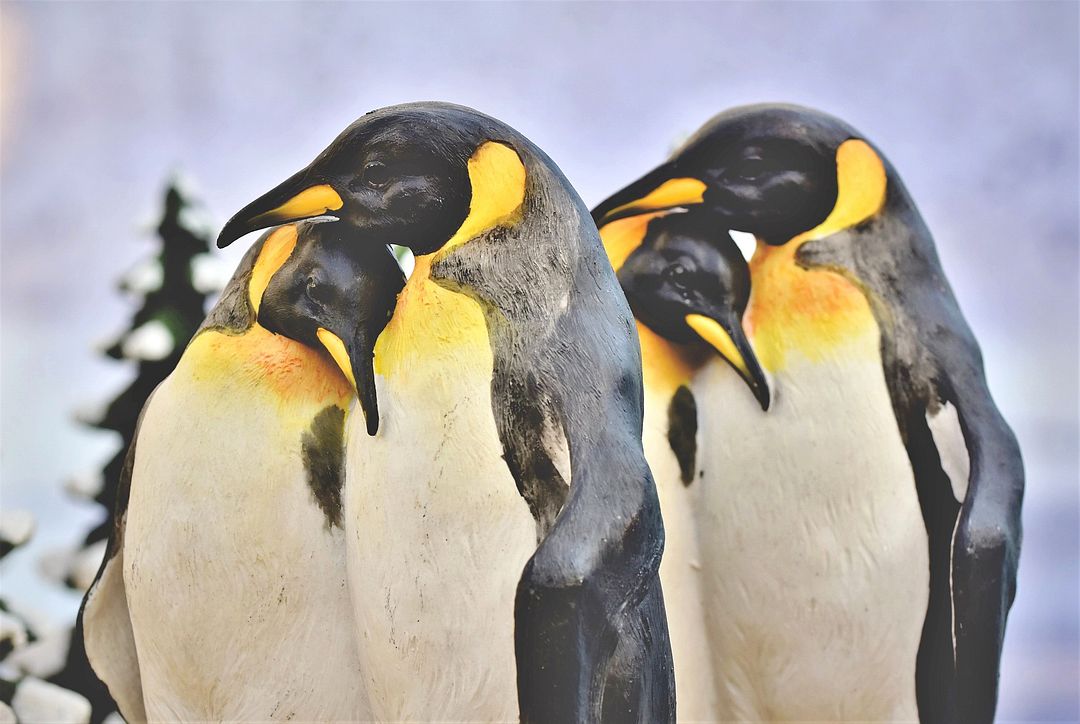 Penguin Love