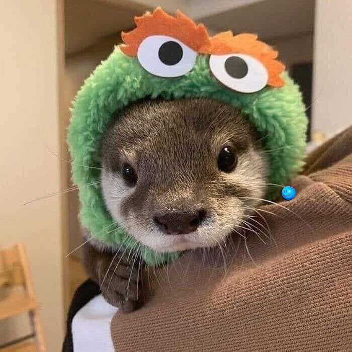 Otter_10