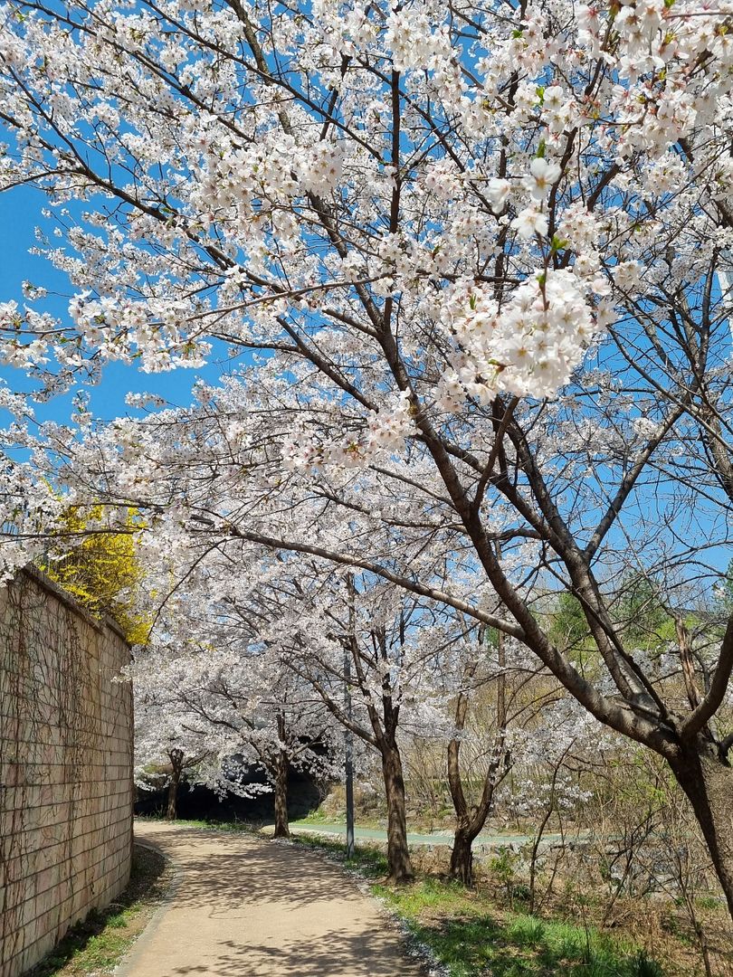 Cherry blossom