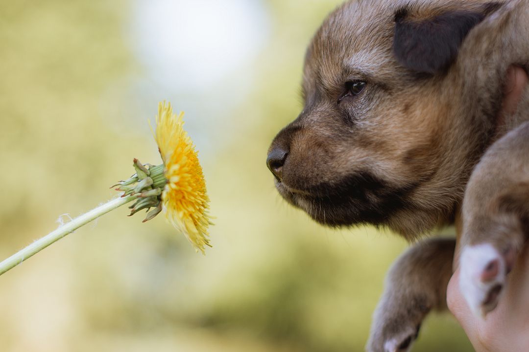 two flowers