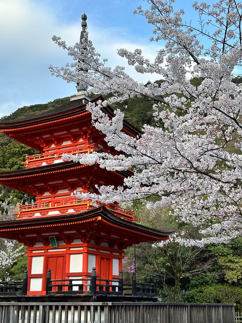 Sakura in Osaka