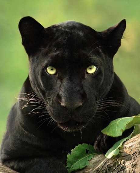 Panther