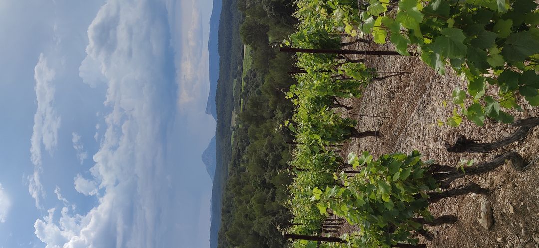 Pic Saint Loup - South of France