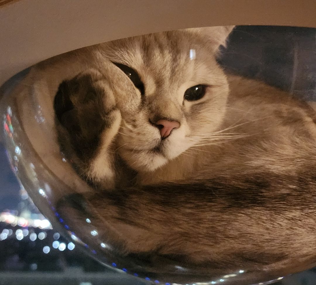 cat in the bowl