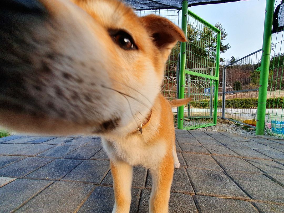 Long_nose_DOGE