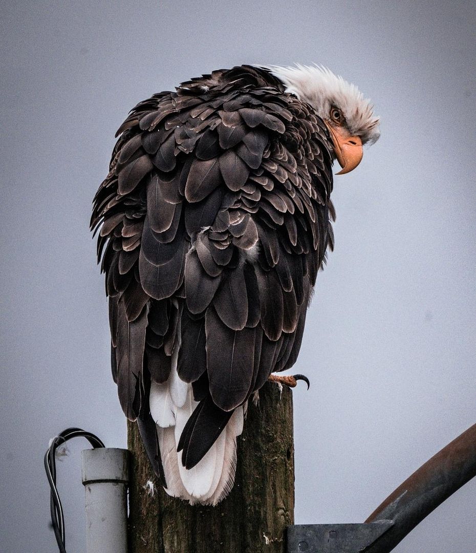 street lamp eagle