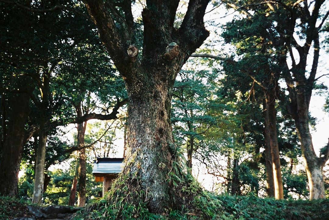 Ancient giant tree