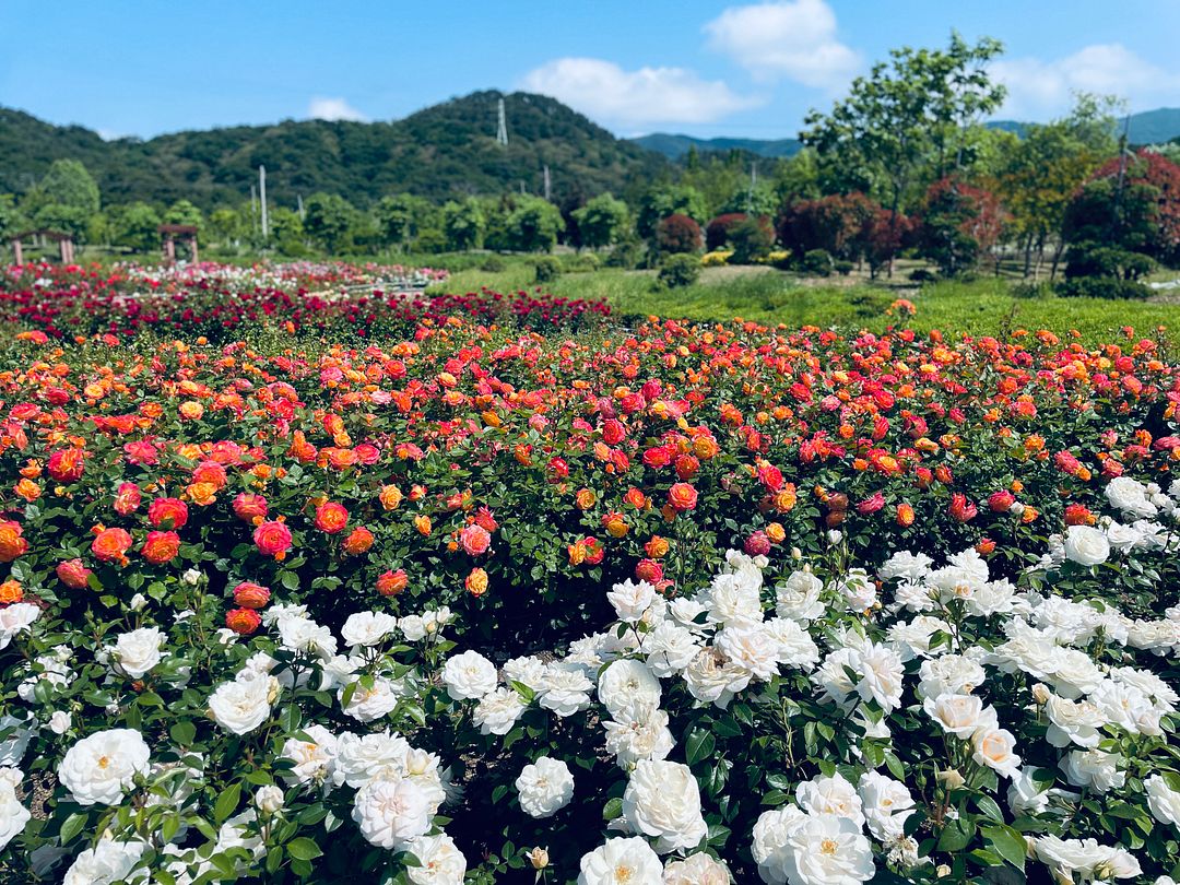 flower garden