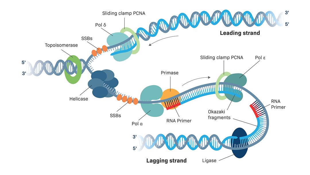 ligase