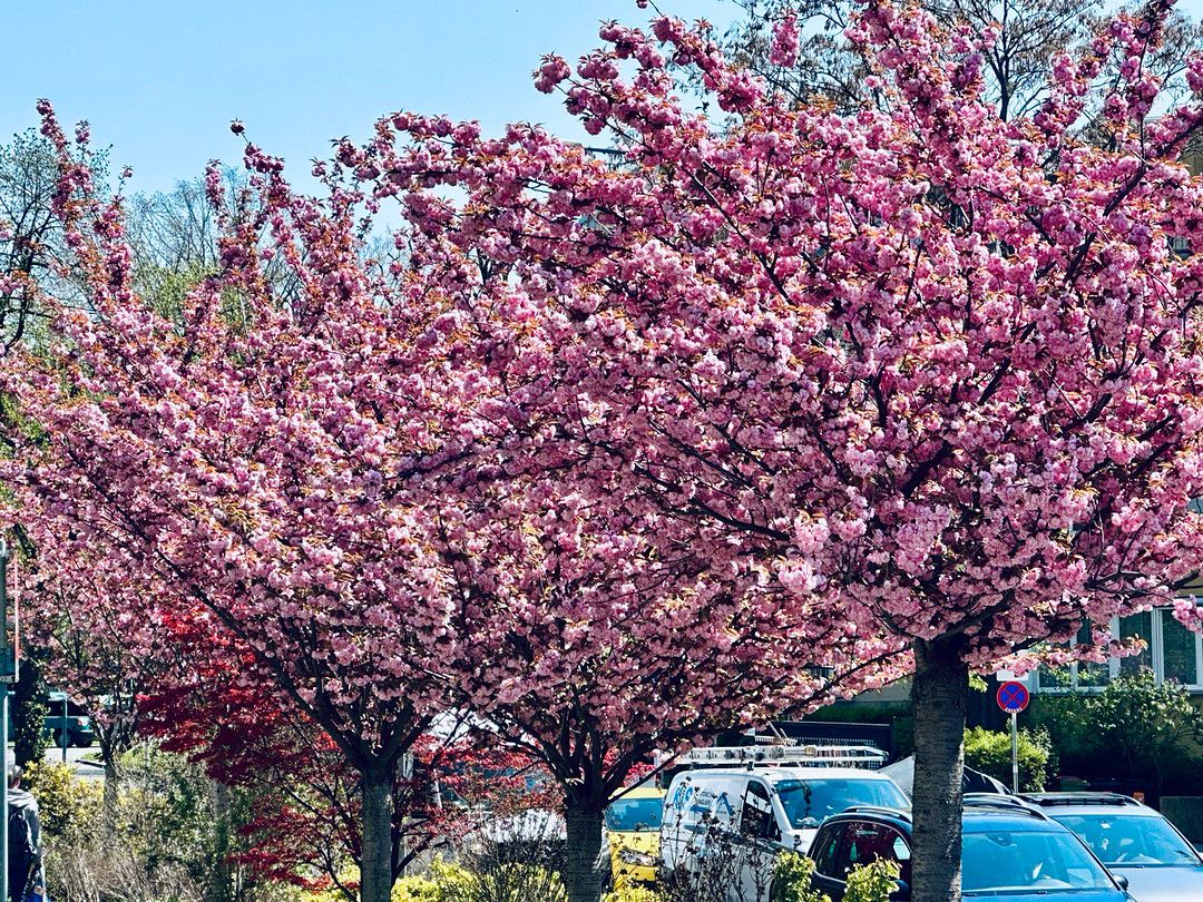 Spring in Vienna