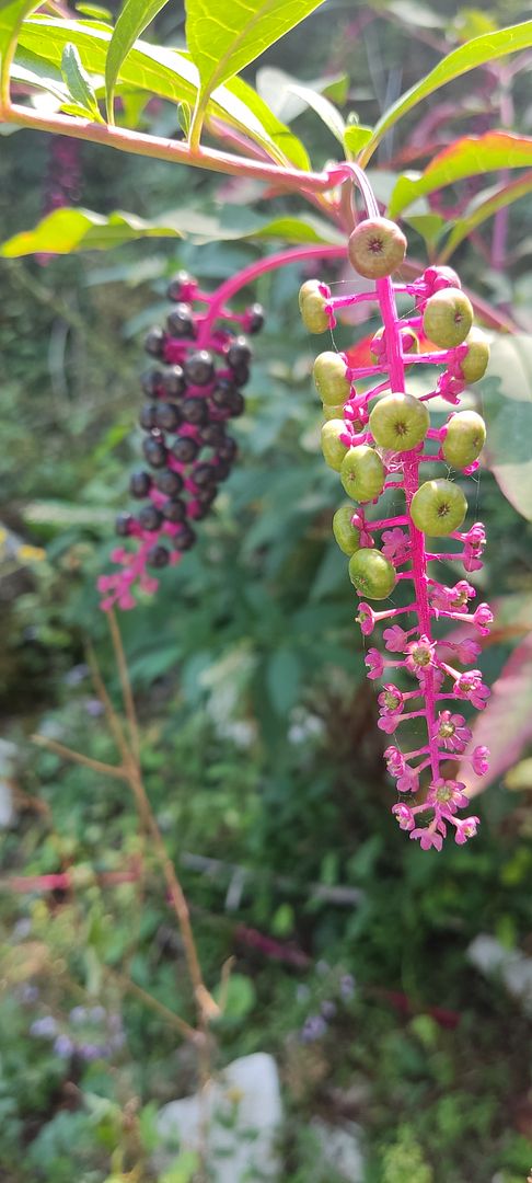 Phytolacca americana