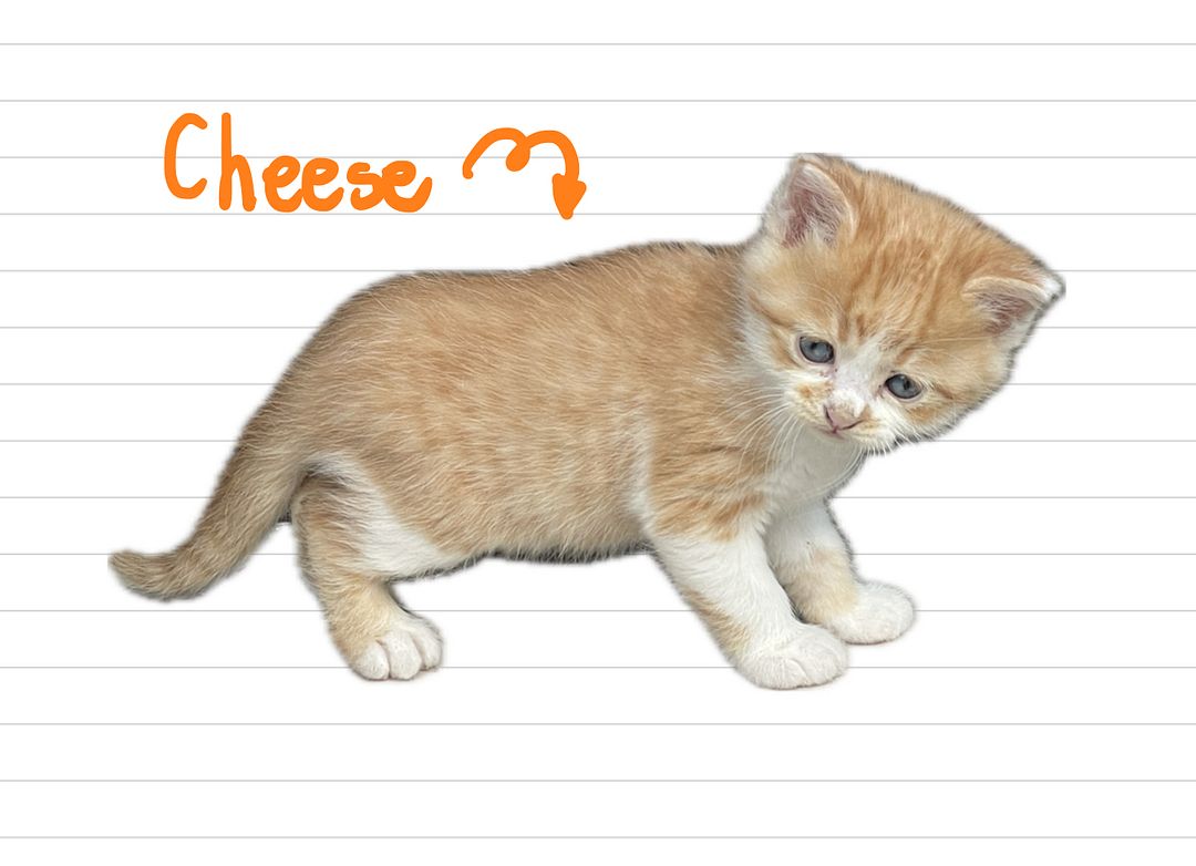 Cat_Cheese_34