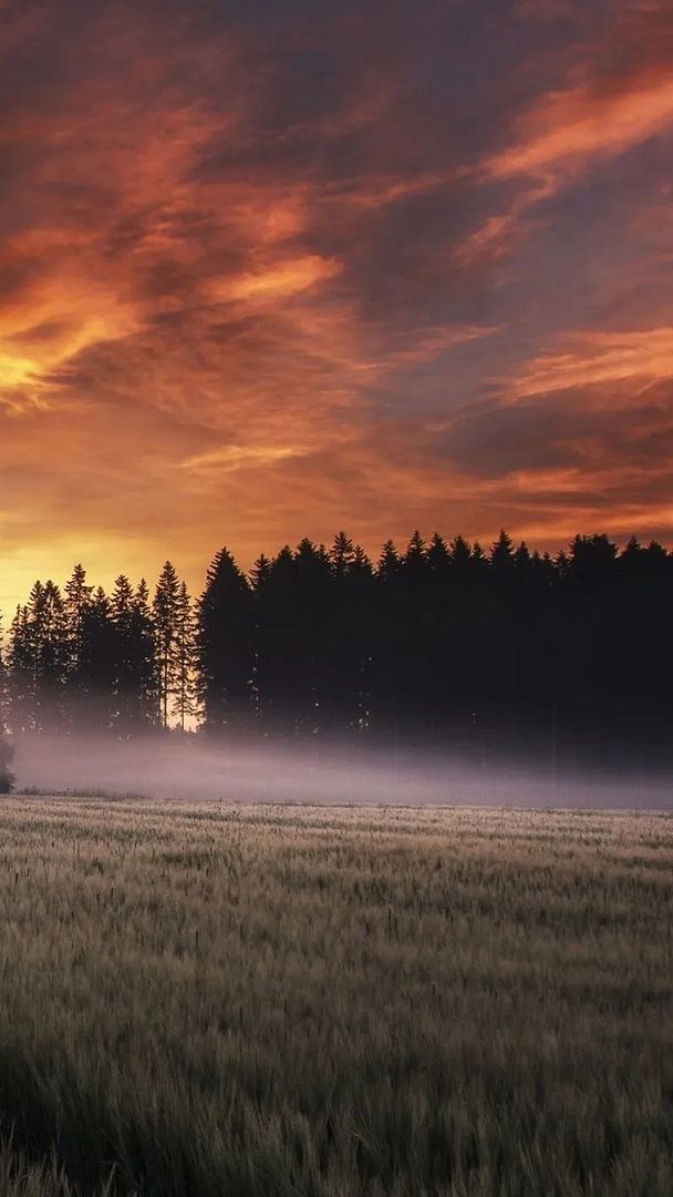 Field Mist in Finland🇫🇮🌇